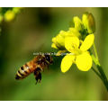 EU BIO Certified Organic rape honey bulk sale